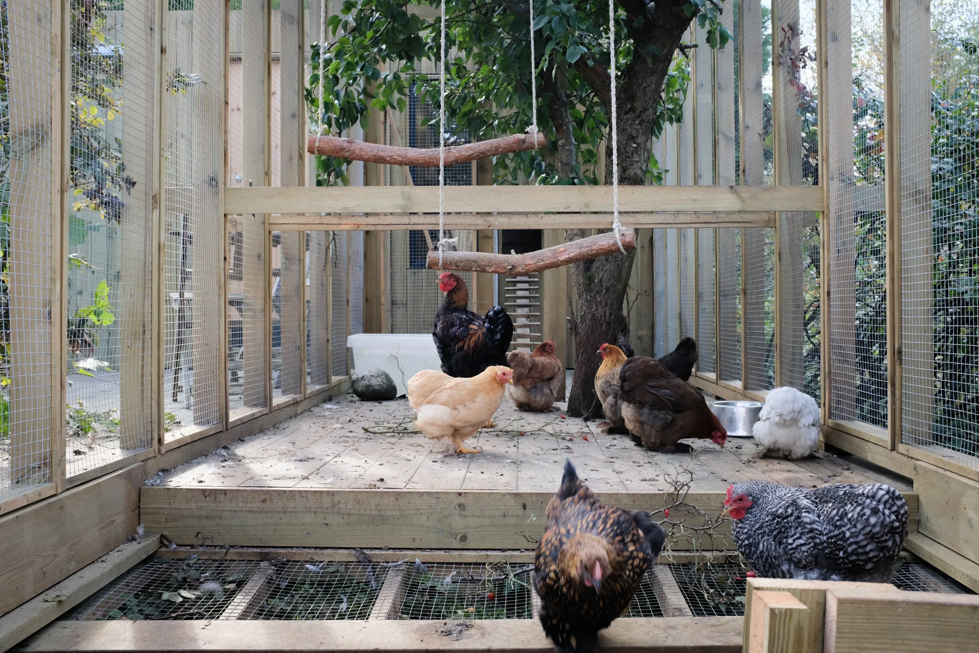 Chicken coop, image 5 of 7