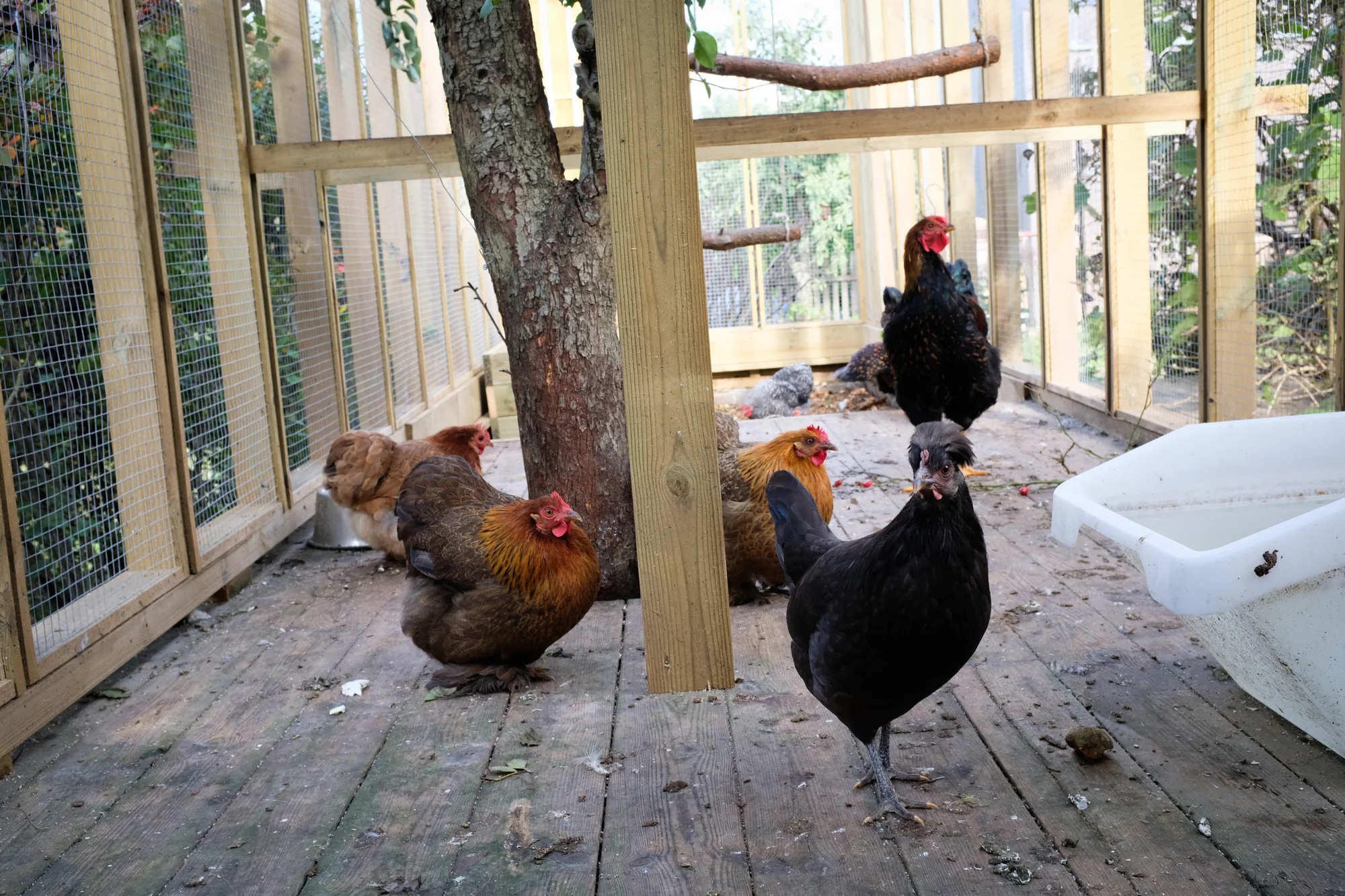 Chicken coop, image 6 of 7
